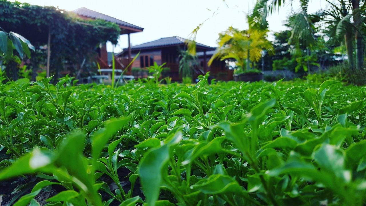 บ้านสวนมีดี ลำพูน Meedee Homestay Lamphun Ban Nong Pla Kho Extérieur photo
